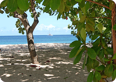 Trinidad & Tobago